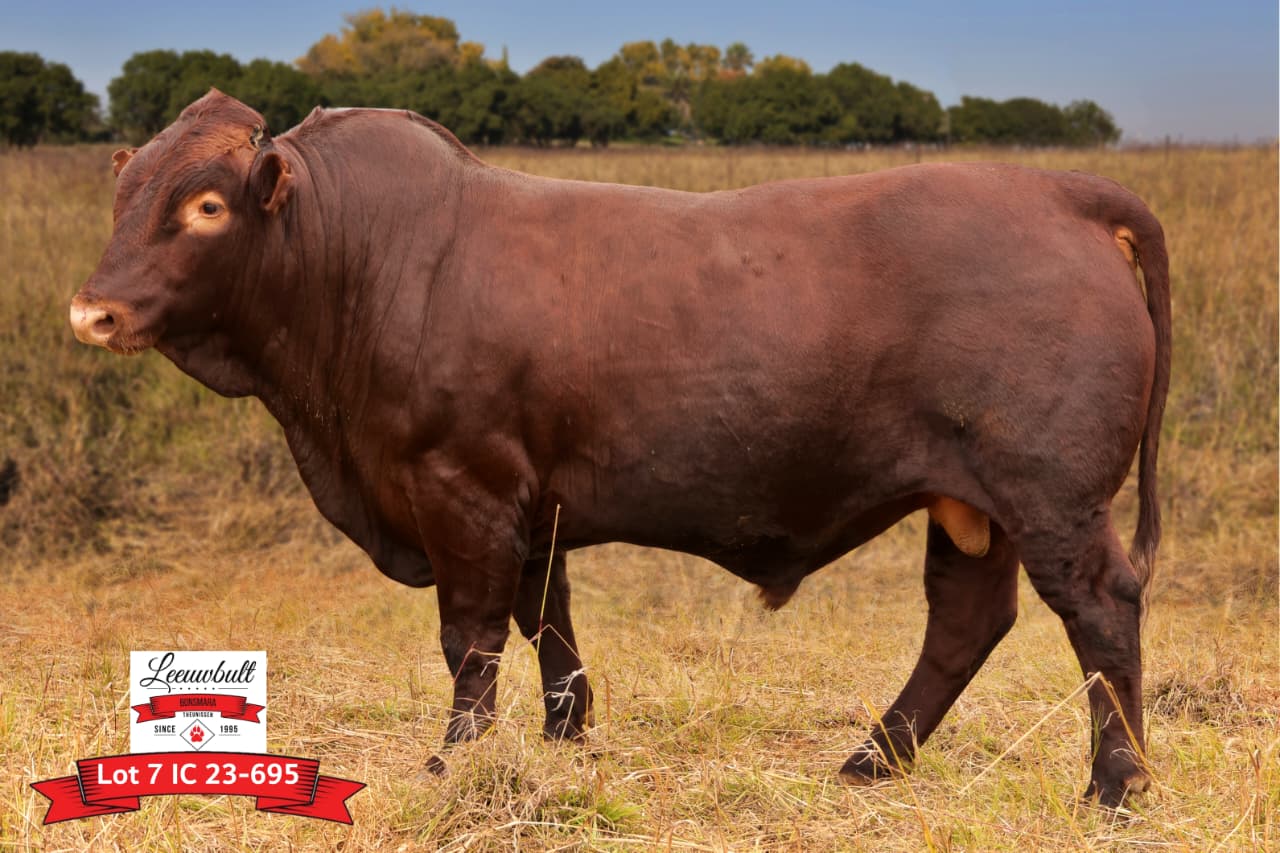 Lot 7 IC23-695 Bulfoto