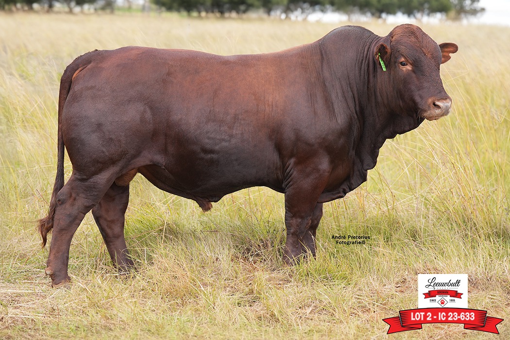 Lot 2 IC23-633 Bulfoto