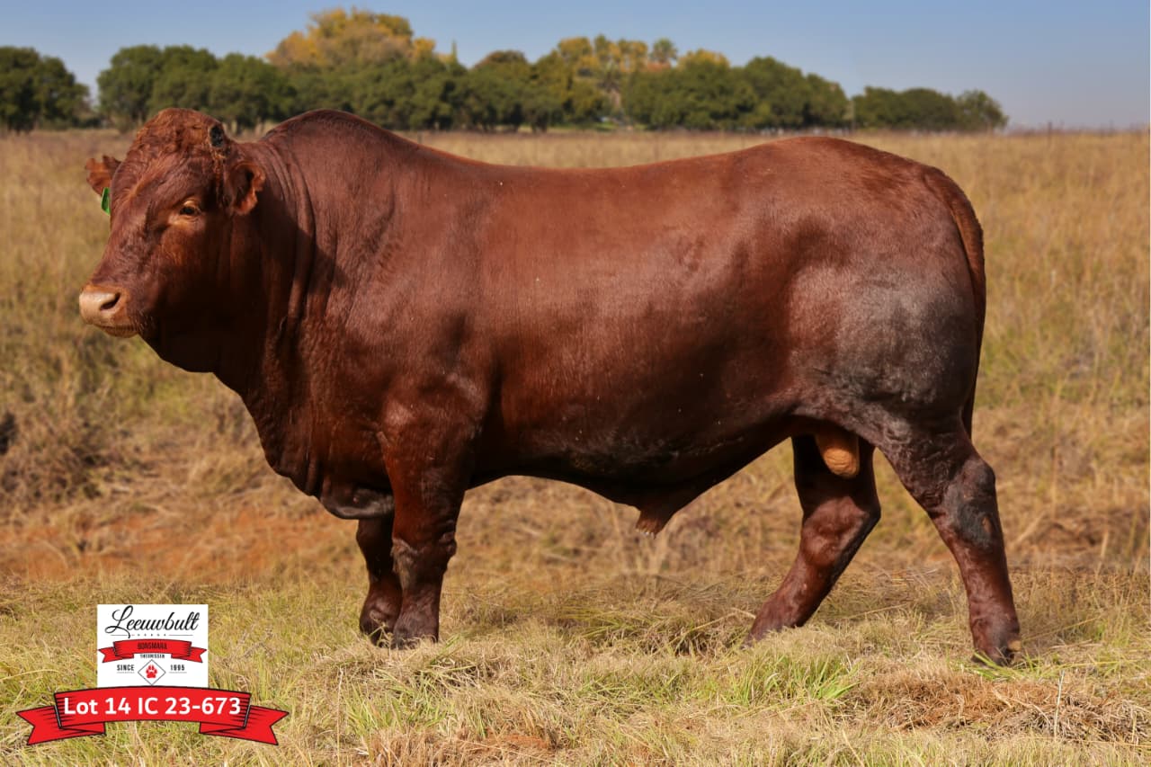 Lot 14 IC23-673 Bulfoto